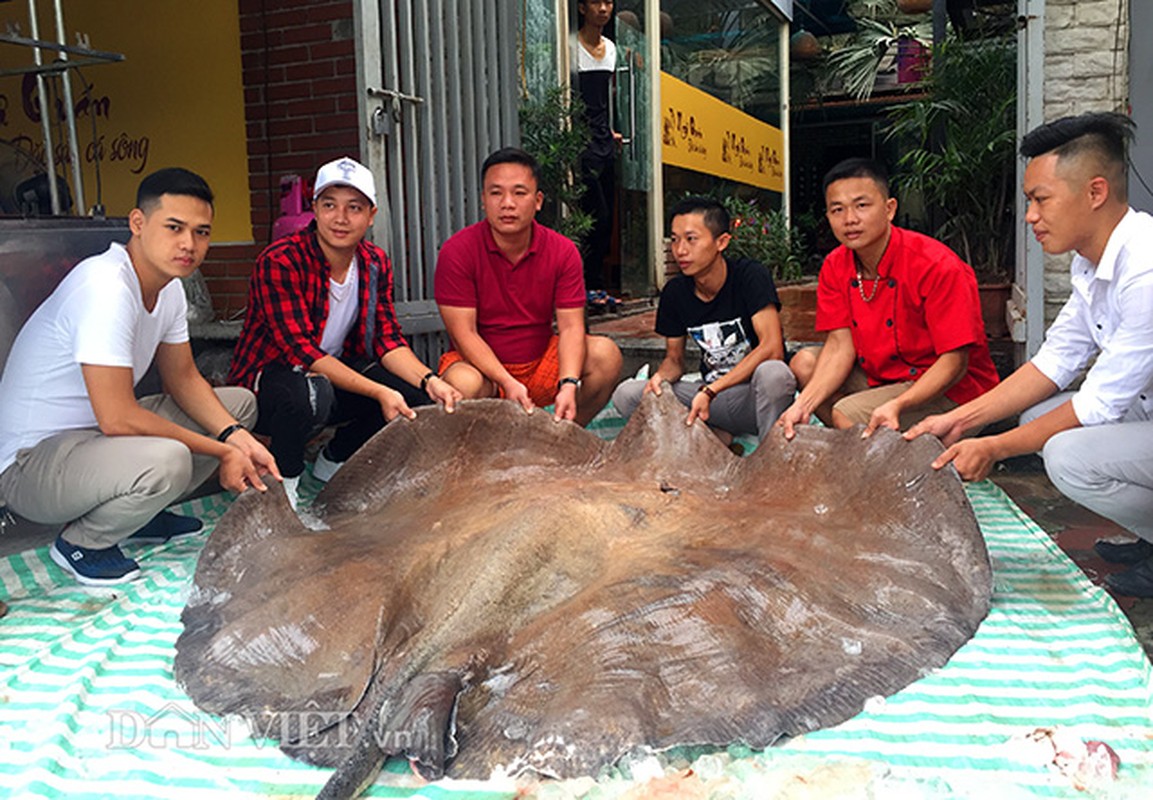 Sung sot &quot;thuy quai&quot; ca duoi nang 216kg, dai 3,2m o Viet Nam